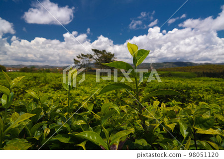 Landscape with tea fields at Sahambavy, Fianarantsoa ,Madagascar 98051120