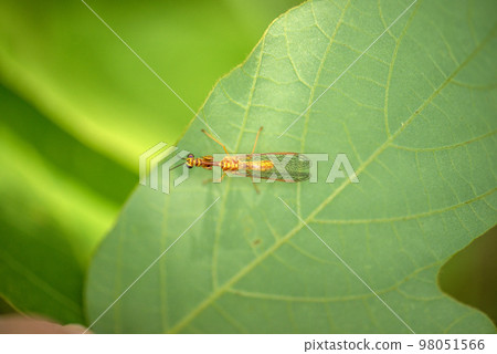 Pieris mantis 98051566