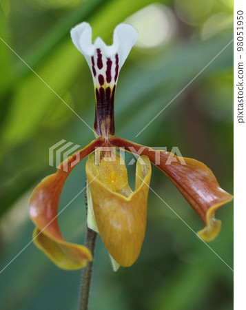 Paphiopedilum gratrixianum Paphiopedilum gratrixianum Paphiopedilum gratrixianum Paphiopedilum gratrixianum 98051950