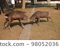 奈良公園的鹿戰 98052036