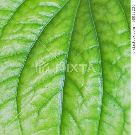 Close-up tropical fresh green leaf with show detail of rib and veins on greenery background Close-up tropical fresh green leaf with show detail of rib and veins on greenery background 98052226