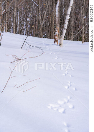 [冬季材料]雪地上的兔子腳印[長野] 98052345