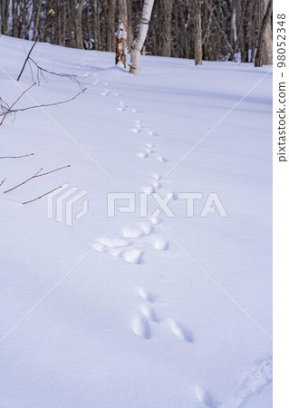 [Winter material] Rabbit footprints on the snow [Nagano] 98052348