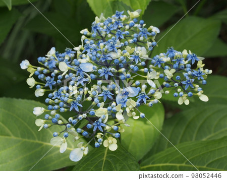 Jozan 花學名：Dichroa febrifuga 98052446