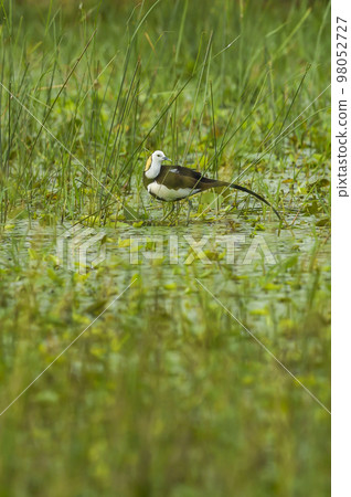 pheasant tailed jacana or Hydrophasianus chirurgus in natural green background at wetland of keoladeo national park or bharatpur bird sanctuary rajasthan india asia pheasant tailed jacana or Hydrophasianus chirurgus in natural green background at wetland of keoladeo national park or bharatpur bird sanctuary rajasthan india asia 98052727
