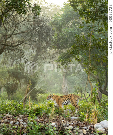 wild female bengal tiger or panthera tigris tigris in natural scenery background and winter light fog mist in safari at dhikala forest jim corbett national park or tiger reserve uttarakhand india asia 98052728