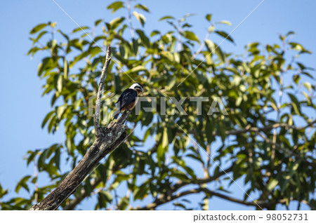 Collared falconet or Microhierax caerulescens closeup perched on tree at dhikala campus of jim corbett national park or tiger reserve uttarakhand india asia Collared falconet or Microhierax caerulescens closeup perched on tree at dhikala campus of jim corbett national park or tiger reserve uttarakhand india asia 98052731