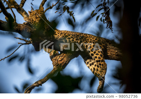 wild male leopard or panther or panthera pardus fusca on tree trunk taking sunlight in cold winters at dhikala zone of jim corbett national park forest uttarakhand india asia 98052736