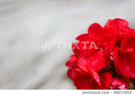 Defocus closeup red flower on white background. Autumn flower design.With copy space. Red roses and heart shape ornaments on white background. Out of focus 98053004