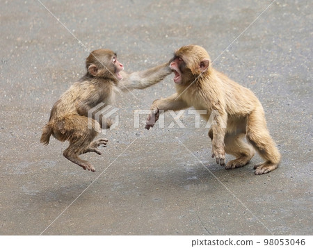 Children of Japanese macaques fighting 98053046