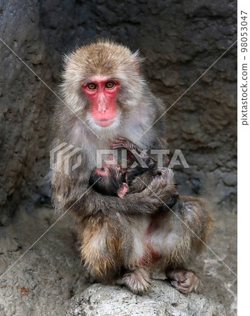 Japanese macaque mother holding her newborn baby Japanese macaque mother holding her newborn baby 98053047