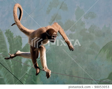 走鋼絲的棕色羊毛蜘蛛猴 98053053