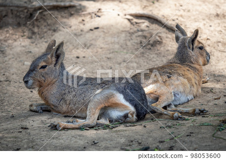 Patagonian mara resting on field, Dolichotis patagonum 98053600