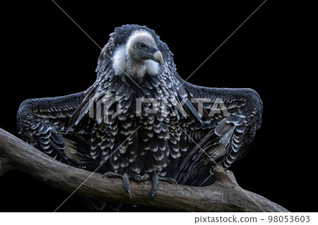 Ruppell's griffon vulture (Gyps rueppellii) isolated on black background Ruppell's griffon vulture (Gyps rueppellii) isolated on black background 98053603