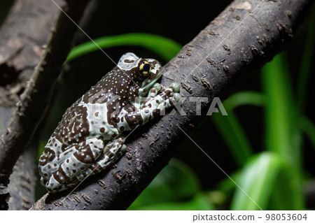 Amazon milk frog on branch- Trachycephalus resinifictrix 98053604