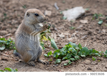 Prairie dog in the meadow, Cynomys ludovicianus 98053606