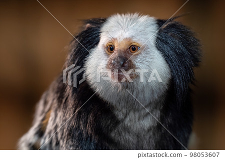 The white headed marmoset, Callithrix geoffroyi The white headed marmoset, Callithrix geoffroyi 98053607