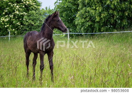 Beautiful black foal in the meadow Beautiful black foal in the meadow 98053608