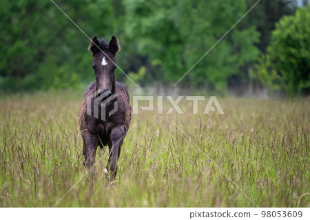 Running foal in spring meadow, black horse Running foal in spring meadow, black horse 98053609