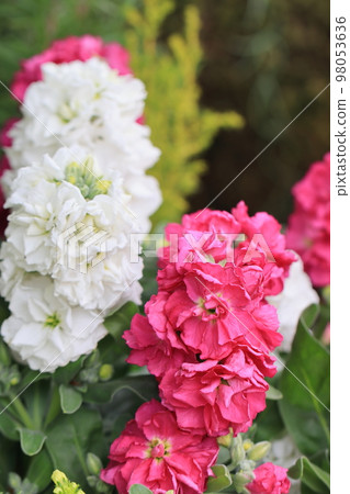 Full of flowers 0013 Full of flowers 0013 98053636
