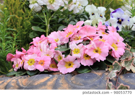 Full of flowers 0026 Full of flowers 0026 98053770