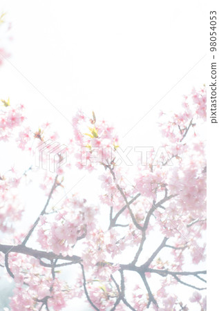 萬葉公園的河津櫻花 萬葉公園的河津櫻花 98054053