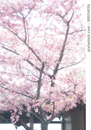 萬葉公園的河津櫻花 98054056