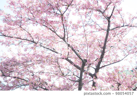 萬葉公園的河津櫻花 98054057