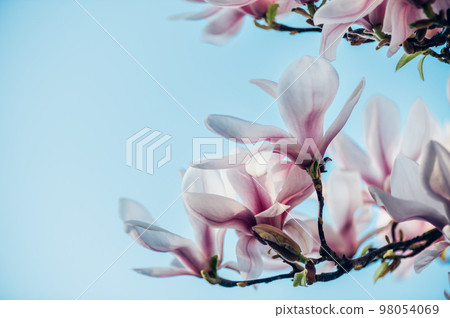 Pink Magnolia Tree with Blooming Flowers during Springtime 98054069