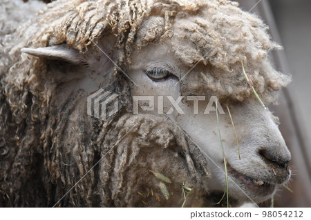 sheep 18 sheep 18 98054212
