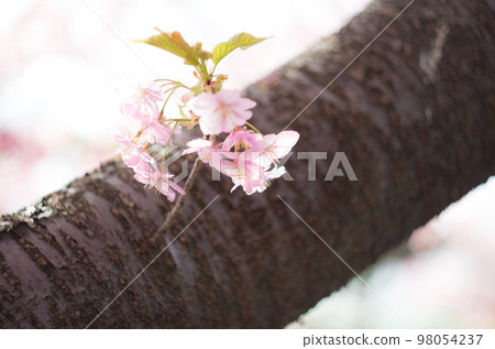 Kawazu cherry blossoms in Manyo Park 98054237