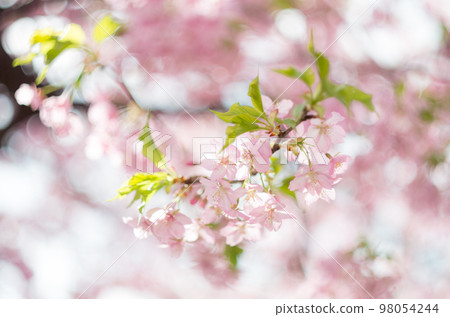 Kawazu cherry blossoms in Manyo Park 98054244