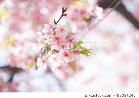 Kawazu cherry blossoms in Manyo Park 98054245