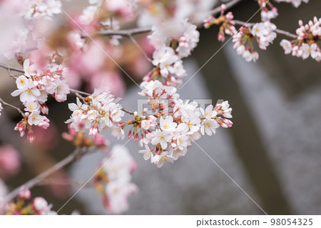 Blooming someiyoshi cherry blossoms 98054325