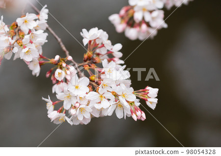 Cherry blossoms of Someiyoshi in full bloom Cherry blossoms of Someiyoshi in full bloom 98054328