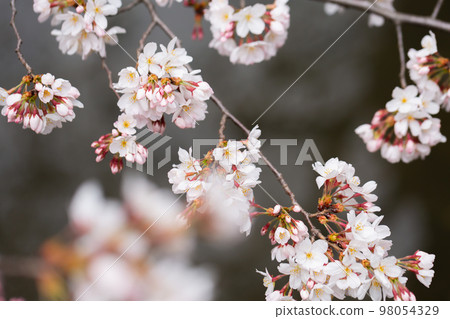 Blooming someiyoshi cherry blossoms 98054329