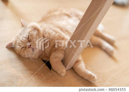 portrait of cute cat laying on the floor. selective focus point 98054355