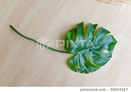 Green Monstera leaf isolated on white background. Tropical plant popular in home decor 98054367