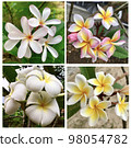 Collection of beautiful pink-yellow-white plumeria flowers. 98054782