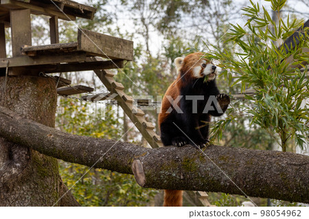 Redress Panda on a tree 98054962