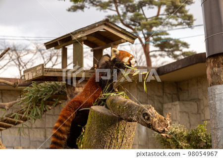 Redress Panda on a tree Redress Panda on a tree 98054967