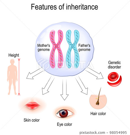 Features Of Inheritance. Chromosome Theory Of... - Stock Illustration ...