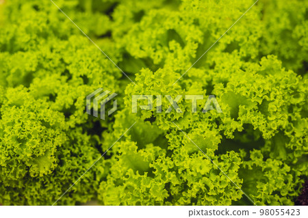 Hydroponic vegetables salad farm. Hydroponics method of growing plants vegetables salad farm, in water, without soil. Hydroponic lettuces in hydroponic pipe Hydroponic vegetables salad farm. Hydroponics method of growing plants vegetables salad farm, in water, without soil. Hydroponic lettuces in hydroponic pipe 98055423