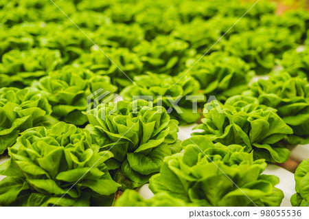 Fresh lettuce leaves, close up.,Butterhead Lettuce salad plant, hydroponic vegetable leaves. Organic food ,agriculture and hydroponic conccept Fresh lettuce leaves, close up.,Butterhead Lettuce salad plant, hydroponic vegetable leaves. Organic food ,agriculture and hydroponic conccept 98055536