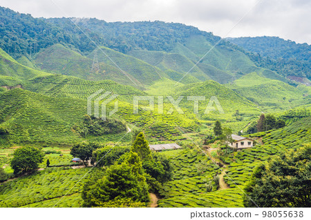 Amazing landscape view of tea plantation in sunset, sunrise time. Nature background with blue sky and foggy 98055638