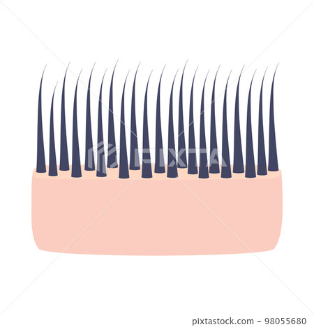 Thick hair structure in scalp skin cross-section icon Thick hair structure in scalp skin cross-section icon 98055680
