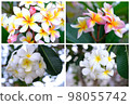Collection of beautiful  plumeria flowers. 98055742