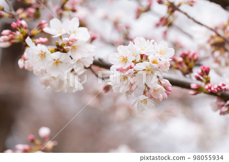 Blooming someiyoshi cherry blossoms 98055934