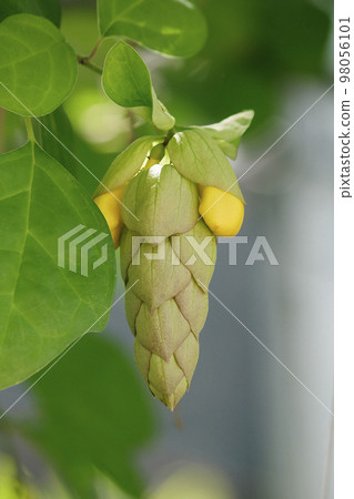 Gmelina philippensis is a shrubbery Gmelina philippensis is a shrubbery 98056101