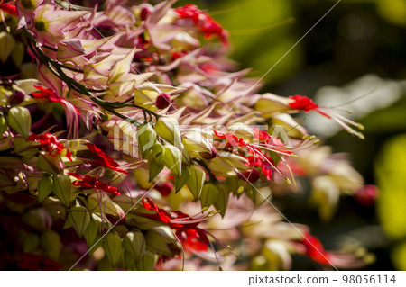 Clerodendrum speciosum Dombr red-purple, like the sunPopularly planted as a wooden arch 98056114